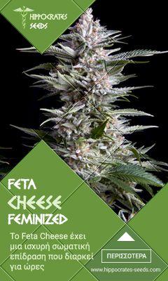 feta cheese feminized