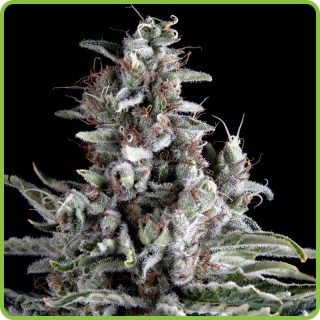Anosia Haze Feminized
