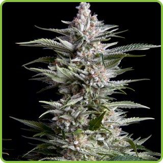 Feta Cheese Feminized