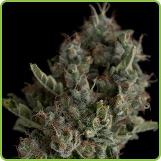 Sugar Power Plant Feminized