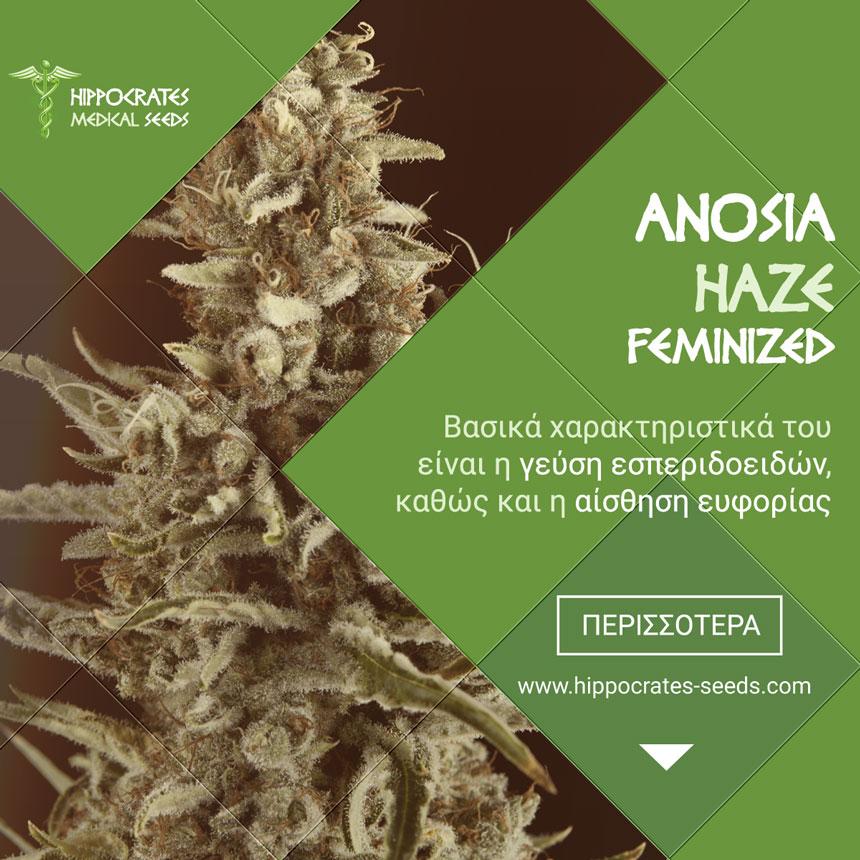 Το Anosia Haze αποτελεί το ''πάντρεμα'' των Lemon Haze X, Amnesia Haze  και Northern Light.