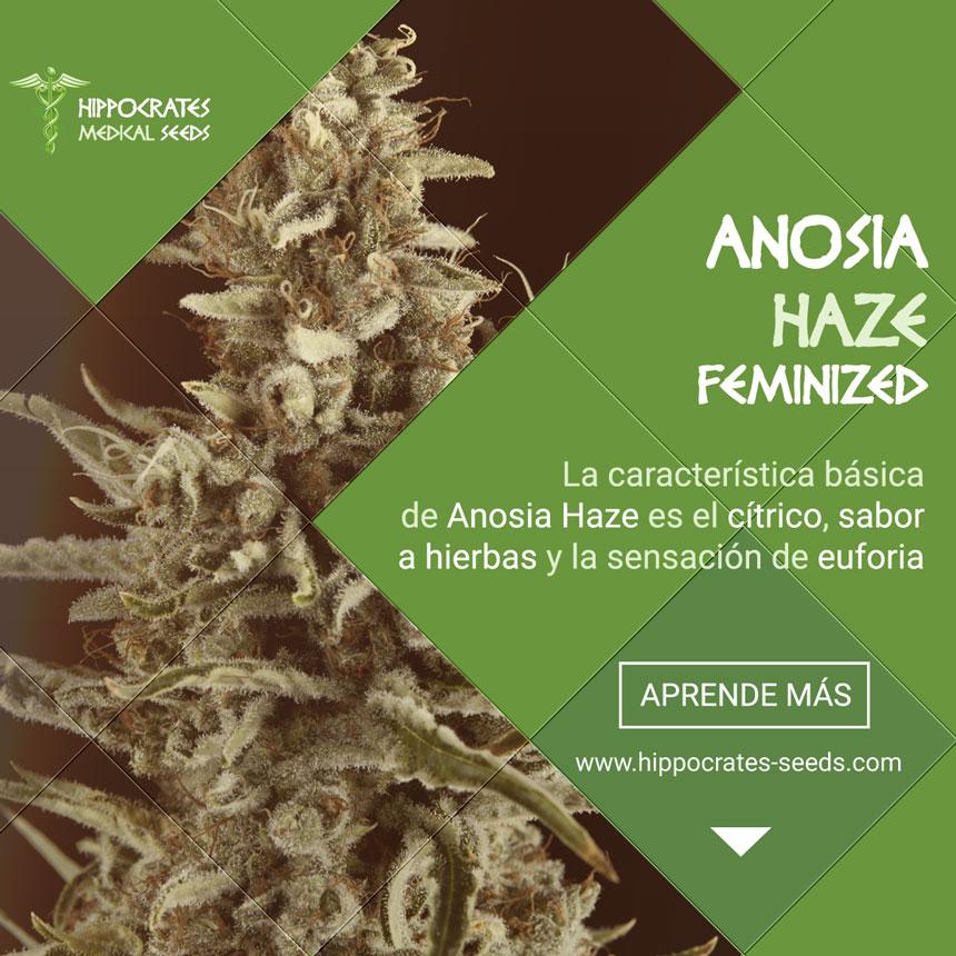 Anosia Haze el resultado del cruce de Lemon Haze x Amnesia Haze y Northern Lights.